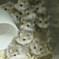 همستر مینیاتوری کمپل سوری بندانگشتی ووسایل بازی