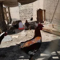 خروس