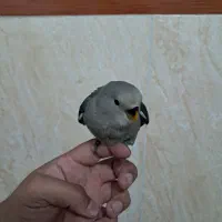 طوطی برزیلی|پرنده|کرمانشاه, |دیوار