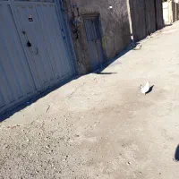 مرغ و خروس مینیاتوری وسبرایت ریز  جسته