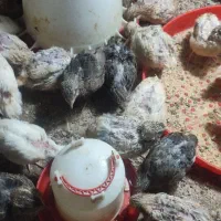 بلدرچین ماده و نره جوان|پرنده|مشهد, نیزه|دیوار