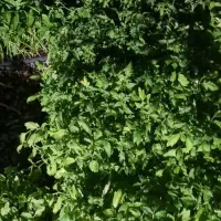 نشا گوجه و بادنجان و فلفل وغیره