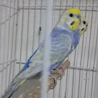 مرغ عشق مرغ عشق های رینبو ورنگین کمان