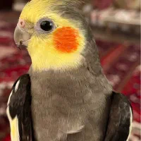 عروس هلندی آوازخوان سخنگو و مولد
