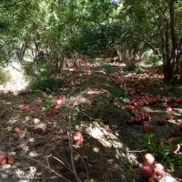 انار هفتادر|خوردنی و آشامیدنی|عقدا, |دیوار