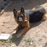 سگ ژرمن شجرداراصلی|سگ|بندر انزلی, طالب آباد|دیوار