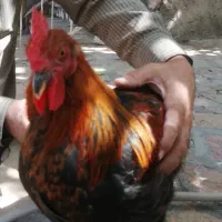 سه عدد خروس بالغ نژاد گلین|حیوانات مزرعه|طرقبه, |دیوار