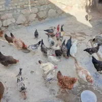 مرغ خروس جوجه کوردی|حیوانات مزرعه|کرمانشاه, |دیوار