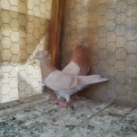 کبوتر پرشی