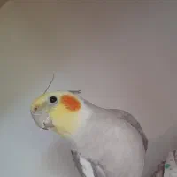 عروس هلندی
