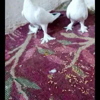 کبوتر عالی نقد ومعاوضه بامرغ عشق|پرنده|بمپور, |دیوار