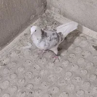 کفتر کبوتر سورو شازده هما کاکلی|پرنده|ری, فیروزآبادی|دیوار