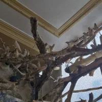 فنچ نرگسی شکلاتی