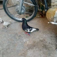 سینه سیاه.... سینه قهوای
