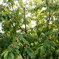 فروش باغ روستای مارکده کنار زاینده رود|فروش دفتر صنعتی، کشاورزی، تجاری|زاینده رود, |دیوار