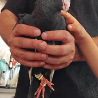 کفتر