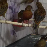 قناری سوخته،کبالت،ردبلک|پرنده|بندر ماهشهر, |دیوار