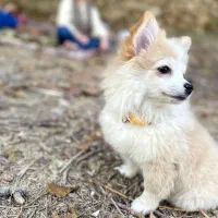 فروش سگ پامر