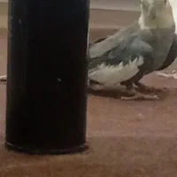 عروس هلندی گمشده