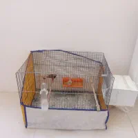 فنچ نر ماده کینگ اخمو