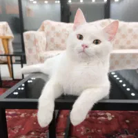 گربه پنج ماهه با وسایل کامل|گربه|گرگان, |دیوار