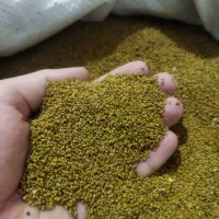 تخم یونجه یابذر یونجه بذر لوبیا چیتی پاکوتاه