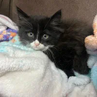 واگذاری گربه|گربه|قزوین, |دیوار