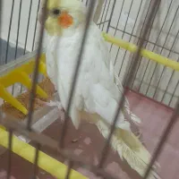 عروس هلندی لوتینو|پرنده|پاکدشت, پاکدشت (مامازند)|دیوار