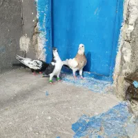 کبوتر
