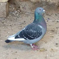 آردن