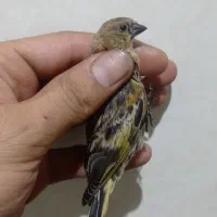 ۲تا جوجه سهره اگلبسر نر کال زیر دهن لر