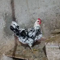 تخم  گلین نطفه دار