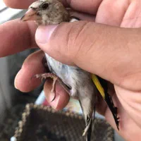 سهره جوجه تبریز و زنجان به شرط نر