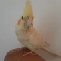 عروس هلندی  لوتینو