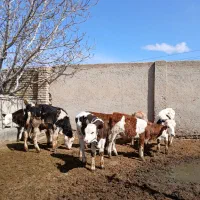 ۷راس گوساله سیمنتال