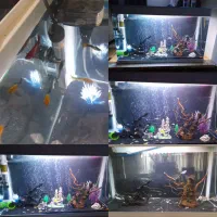 اکواریم و لوازم