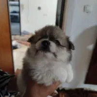 واگذاری توله پامر|سگ|نشتارود, |دیوار