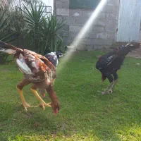 حیواناتمزرعه|حیوانات مزرعه|رشت, آتشگاه|دیوار