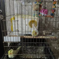 فروش مرغ هلندی|پرنده|شاهین دژ, |دیوار