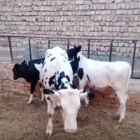 سه راس گوساله یک راس نرسیمنتال دوراس ماده دورگ