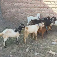 ۹ عدد بزغاله ماده دوقلو وسه قلو جنس خوب|حیوانات مزرعه|خواجه, |دیوار