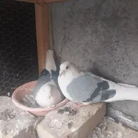 جفت پشتی تخم اول گذاشته