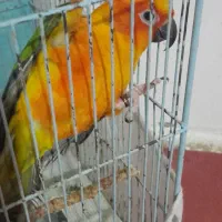 طوطی خورشدی یک ساله نرماده جفت وراهب سبزنرماده