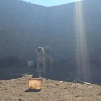 سگ نر قدرجونی نگهبان|سگ|اصفهان, نقش جهان|دیوار