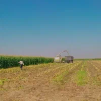 ذرت علوفه ای