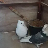 کفتر  پشتدار غریب برج|پرنده|کرج, شهرک اوج|دیوار