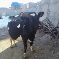 گاو شیری هلندی