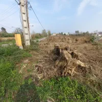 ریشه درخت آزاد