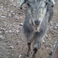 فروش کهره تخمی ترکی