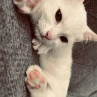 گربه|گربه|اسکو, |دیوار